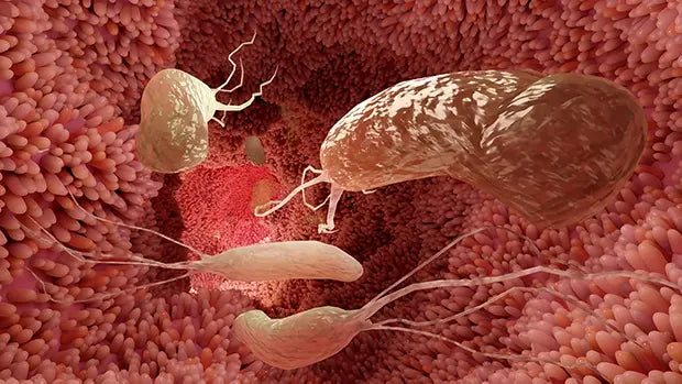 The Two Most Common Gut Imbalances I See: Candida &amp; H. pylori